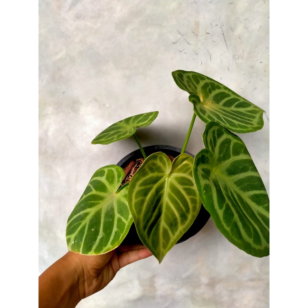 kuping gajah silver blush - tanaman kuping gajah silver - anthurium silver - plansttara