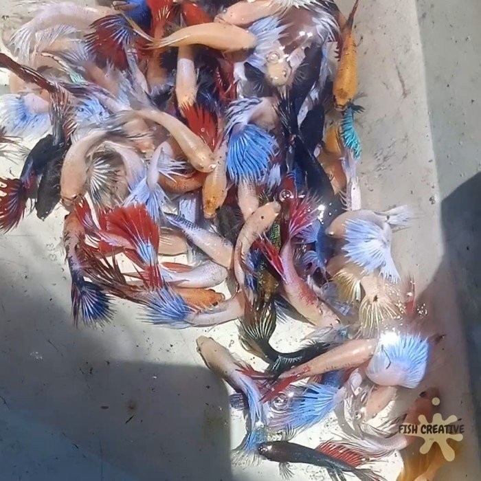 hiasan aquarium cupang serit maskot crowntail crown tail ct mascot