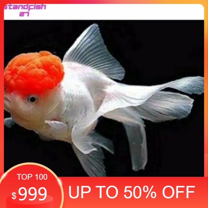 singletank  Hias Koki red cup (TANCO)kepala merah premium mkpartfish