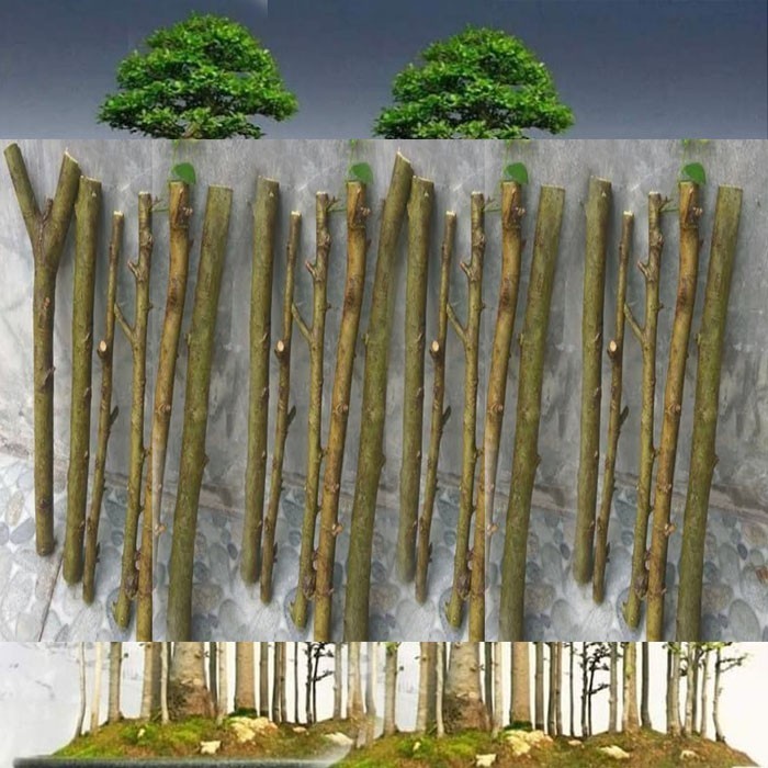 Stek 1 Batang Bonsai Serut Bahan Grouping Raft UKURAN LIDI Termurah