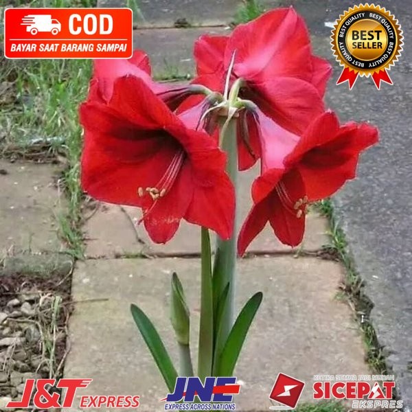 Tanaman bunga bakung amarilis bunga merah pohon bakung