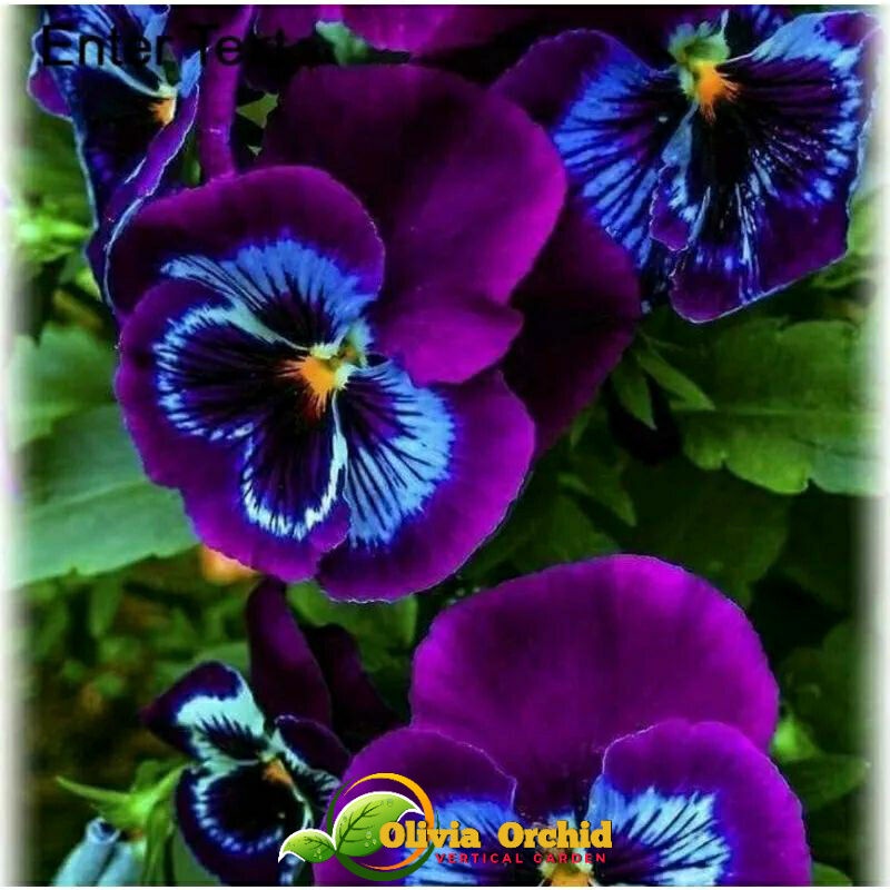 ANGGREK DENDRO ANGGREK DENDROBIUM Seedling Anggrek Dendrobium Black Purple