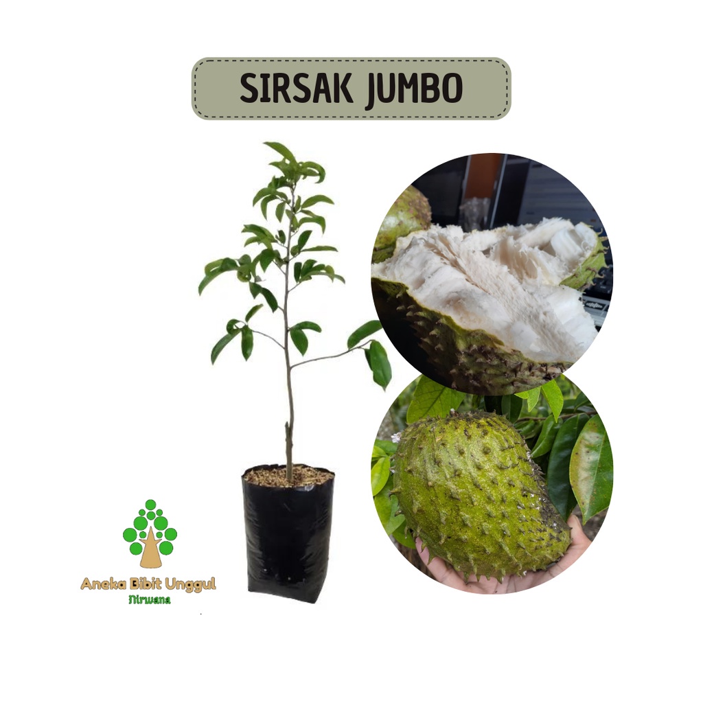 BIBIT SIRSAK MADU JUMBO - BIBIT SIRSAK MADU - BIBIT SIRSAK - BIBIT BUAH SIRSAK - BIBIT SIRSAK OKULAS