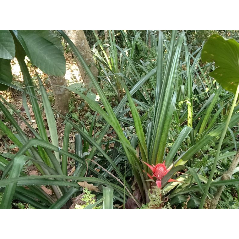 

Daun nanas merah segar 1kg