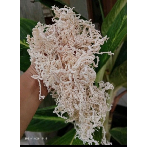 

1 kilo Rumput Laut 100% kering kawat