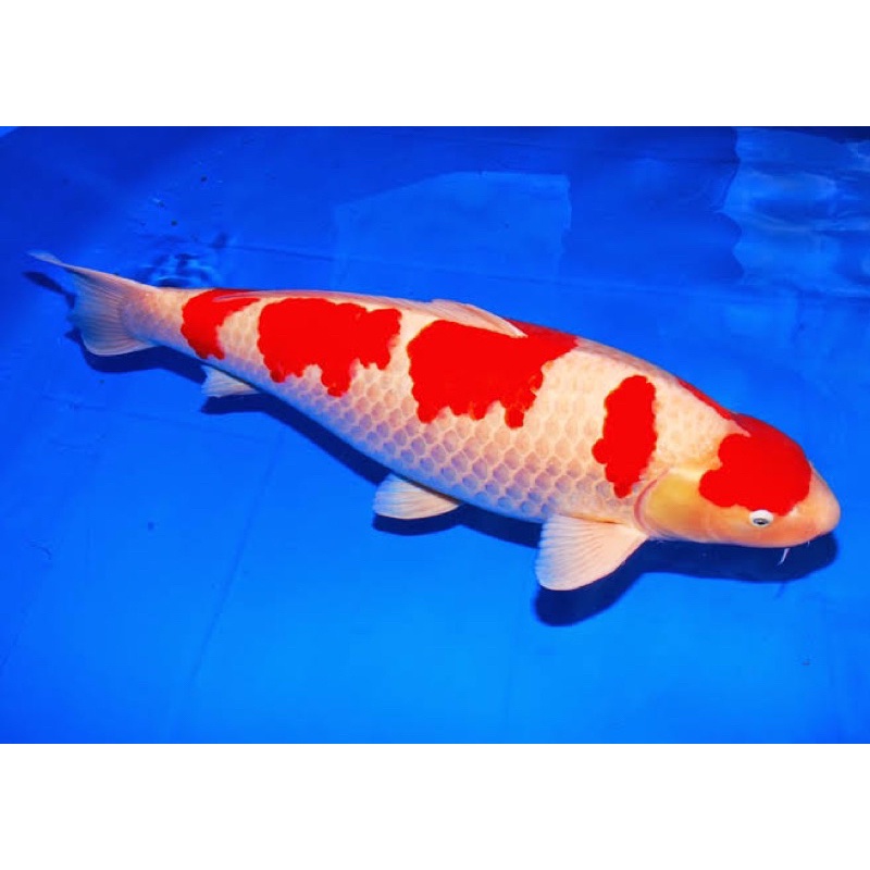 

KOI WARNA BLITAR GRADE HQ SIZE 20-25 CM BERGARANSI