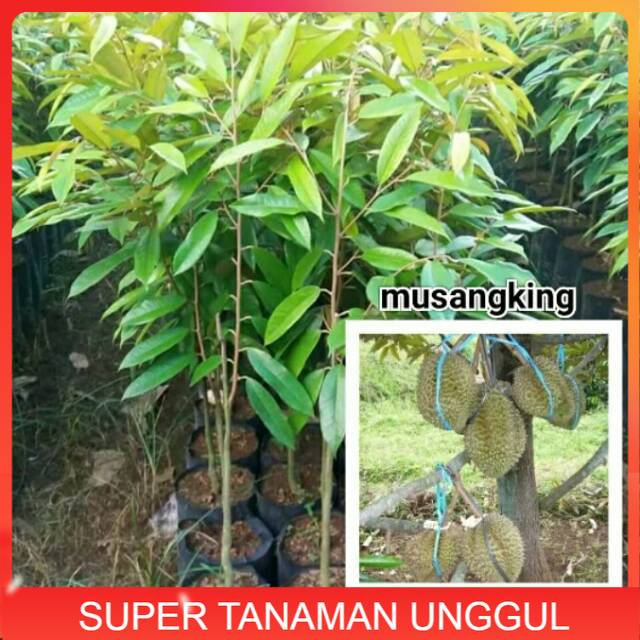 Paket 10 bibit durian musang king asli