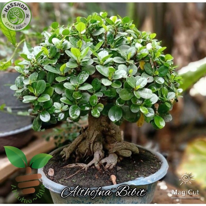 Bibit Tanaman Hias Bonsai Beringin Dolar, Tinggi 20-35 cm