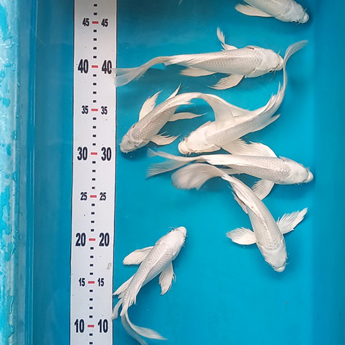 Koi Platinum Slayer