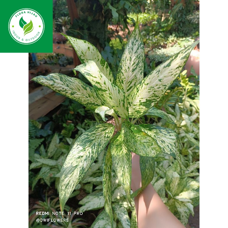 ~ ~ ( BISA COD ) Tanaman Hias Aglonema Diven Bulu Ayam Rimbun Bunga Hias Aglaonema Bulu Ayam / Tanam