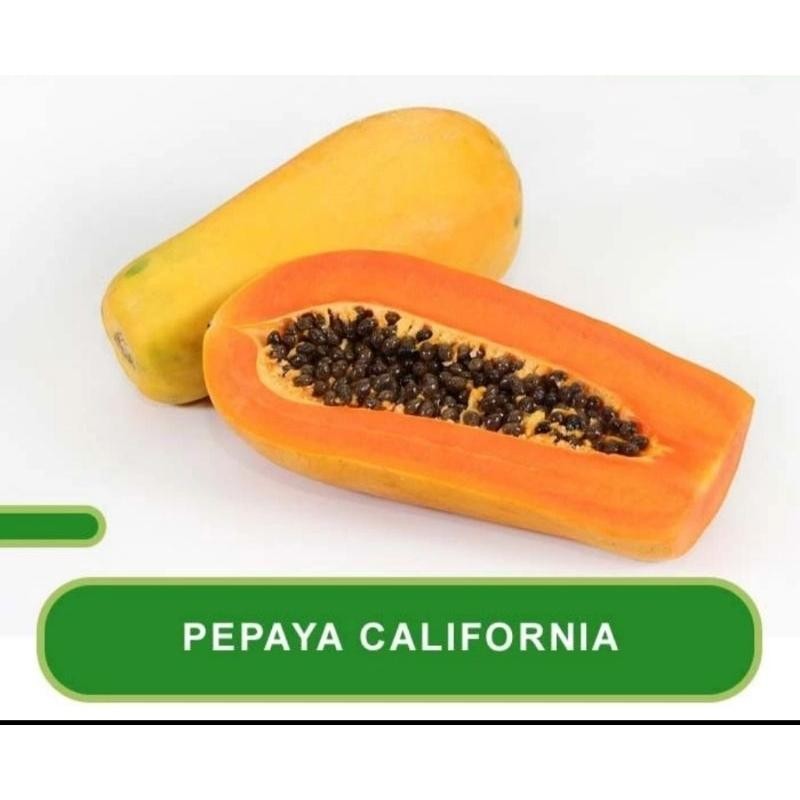 20 BENIH BIJI PEPAYA CALIFORNIA CALINA F1