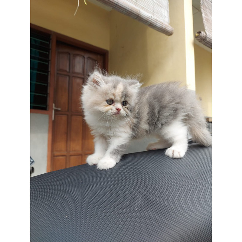 anakan kitten kucing persia flatnose calico peaknose ragdoll himalaya bengal bsh munchkin shorthair