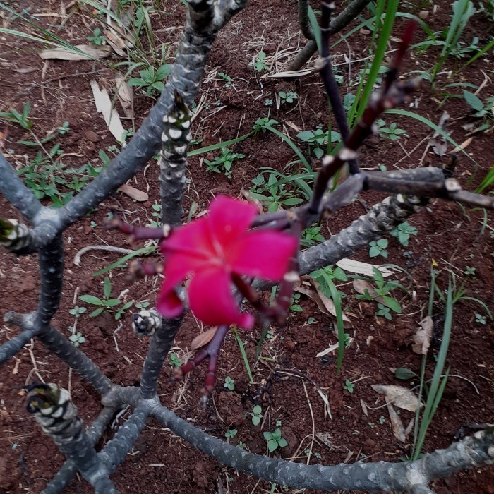 pohon kamboja bunga merah kecap