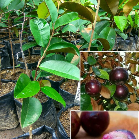 Bibit Buah Kenitu Ungu/ Sawo Durian Okulasi Super