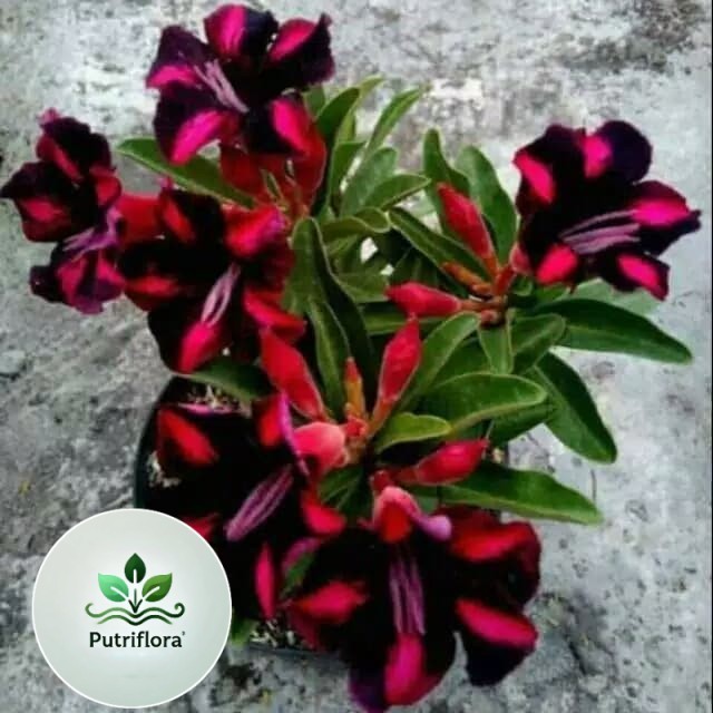 ( GRATIS ONGKIR ) Bibit tanaman kamboja adenium bunga tumpuk ( pink hitam )