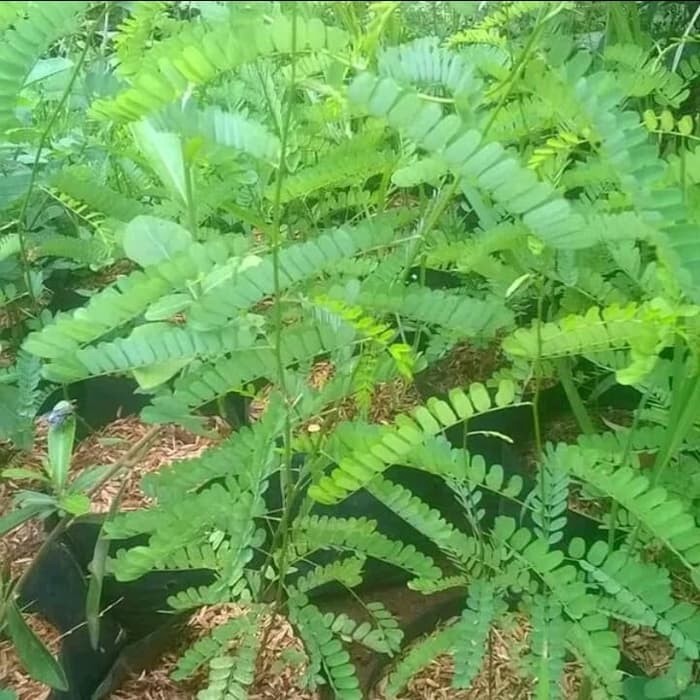 Tanaman herbal rambat saga - pohon saga