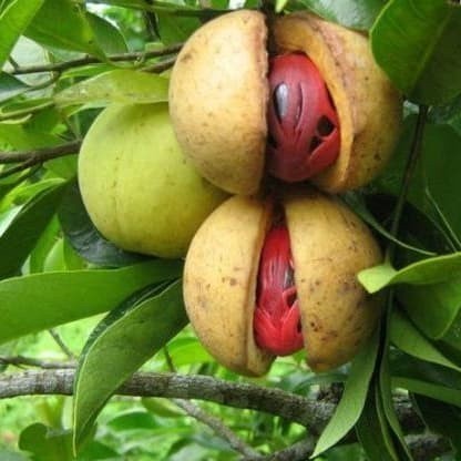 

Promo COD New Promo buah pala segar 1 kg (Reungit Geulis)