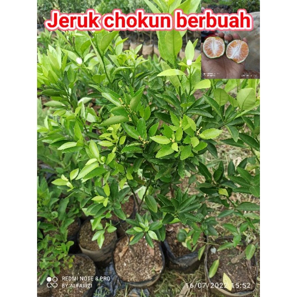 paket 2 bibit jeruk chokun berbuah