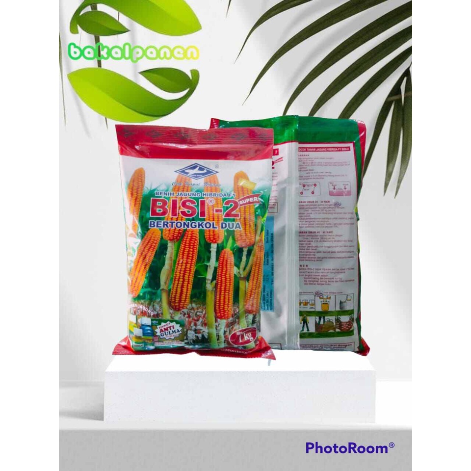 benih bibit jagung BISI-2 bertongkol dua 2 cap kapal terbang