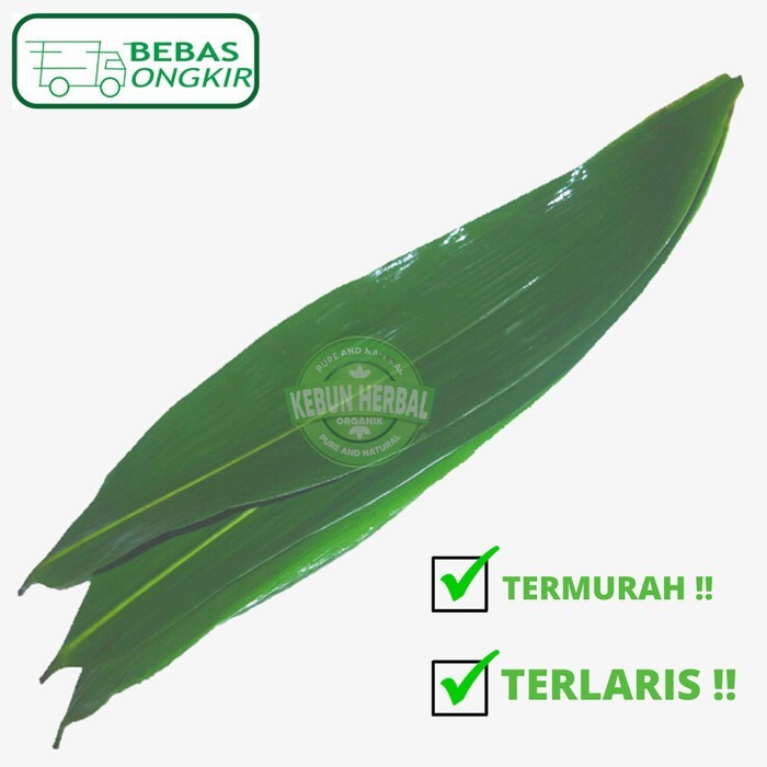 

DAUN BAMBU SEGAR PILIHAN BUNGKUS BACANG DAN KICANG - KICANG