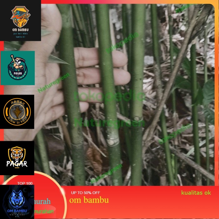 tanaman hias bambu cina mini hijau bambu telisik kelisik PROMO