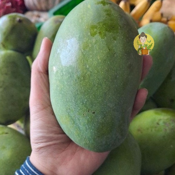 

Mangga Harum Manis / Mangga Gadung 500gr