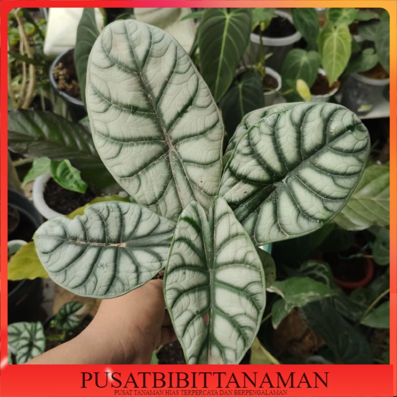 BONGGOL ALOCASIA DRAGON SILVER - KELADI TENGKORAK SILVER -TANAMAN HIAS KELADI TENGKORAK SILVER
