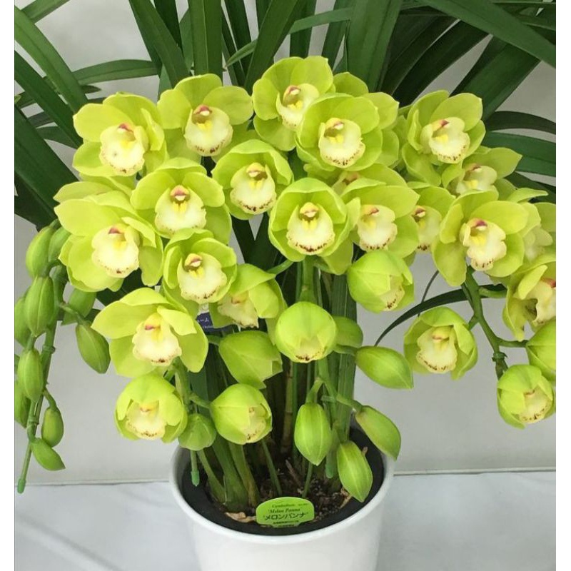 Anggrek cymbidium hijau / cymbidium bunga hijau / tanaman hidup / bunga hidup murah COD