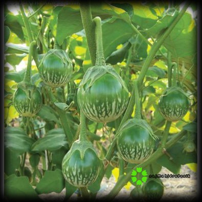 20 Benih/Bibit Terong Lalapan Kenari Repacking