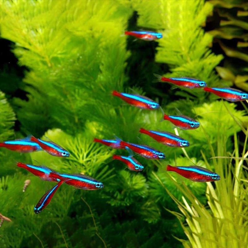 Cardinal Tetra / Ikan Hias Air Tawar / Ikan Hias Aquascape