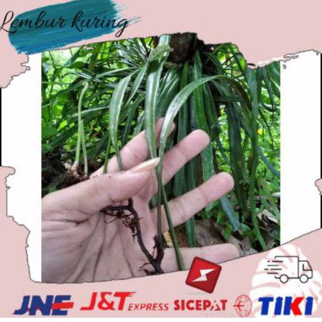 Promo tanaman hias kadaka rumpay kadaka rumpai panjang siap tanam buat hiasan dinding murah kadaka o