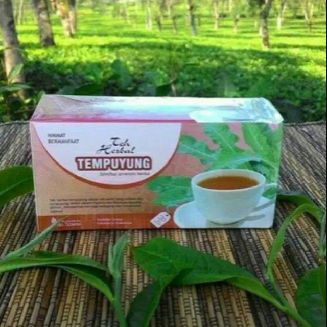 

Obat Herbal Teh Tempuyung Original Tazakka mengobati batu ginjal melancarkan buang air kecil