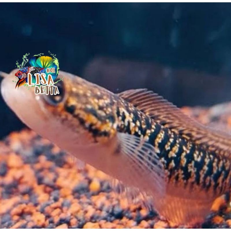 pemanis aquarium Asiatica Rsp kalimaya lisabetta