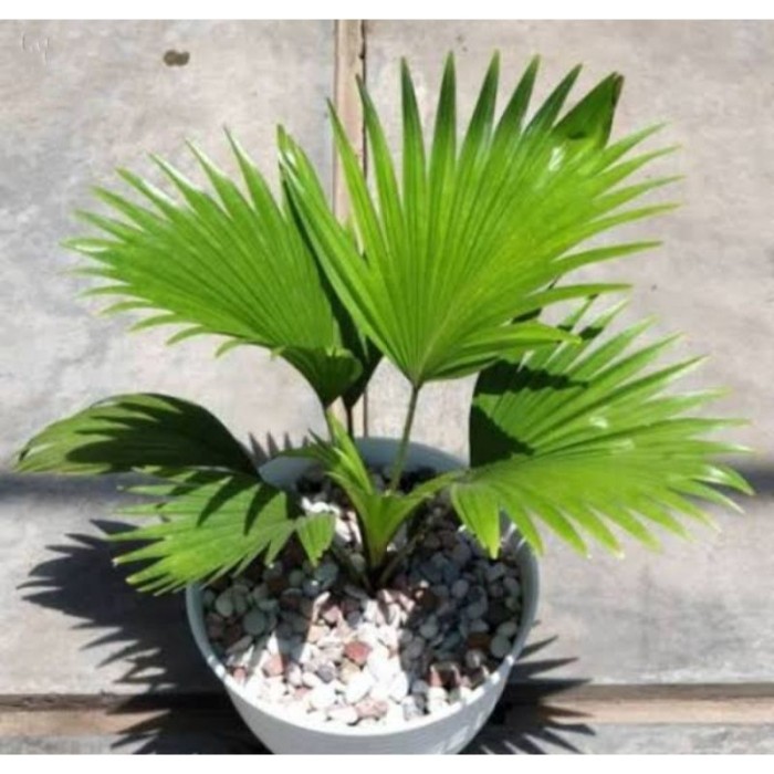 palem kipas tanaman hias / Tanaman palem-paleman