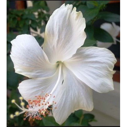 Murah tanaman hias kembang sepatu putih - bunga sepatu putih - pohon kembang sepatu