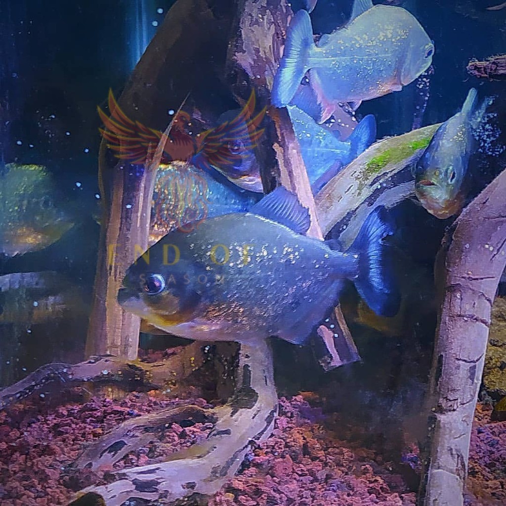 Perlengkapan aquarium Senar pancing piranha Red Belied / Red Belly  Air Tawar size 4 cm bawal amazon