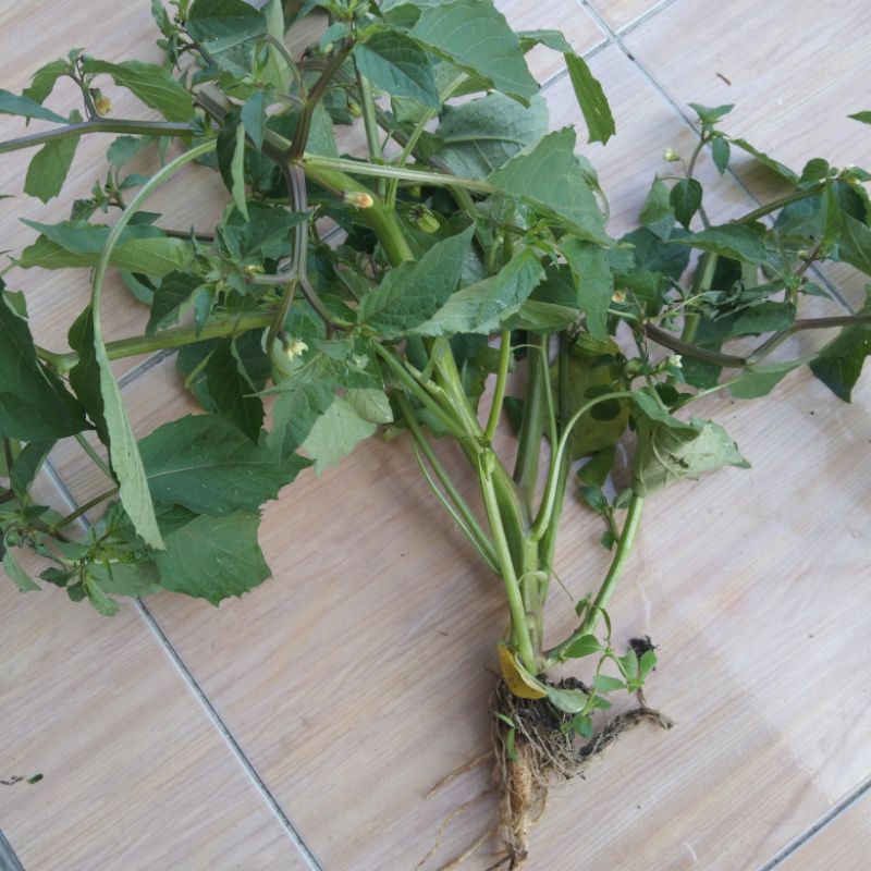 

Promo Daun Ciplukan segar Fresh 500 gram COD