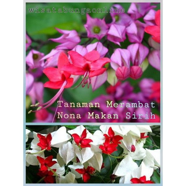 Tanaman Hias Merambat Nona Makan Sirih / tanaman pergola