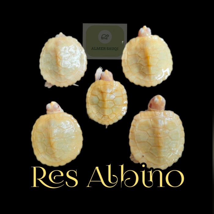 Kura kura Resbino Res Albino brazil albino Turtle - 3-4 cm