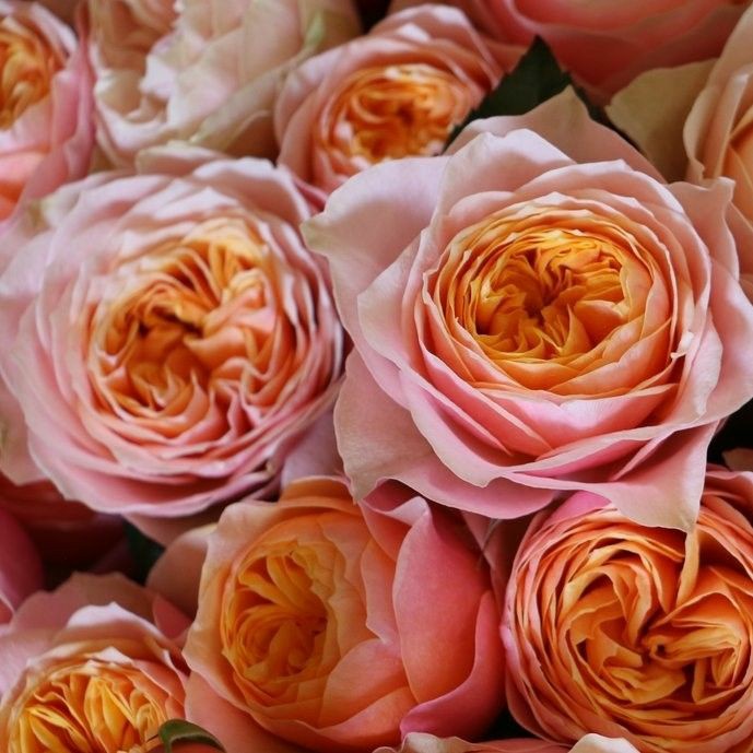 Tanaman Mawar Hidup Vuvuzela (rosa sp)-mawar import-mawar kelopak besar - bibit pohon hidup - plants