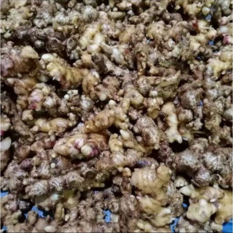 

jahe emprit /500 gram hub