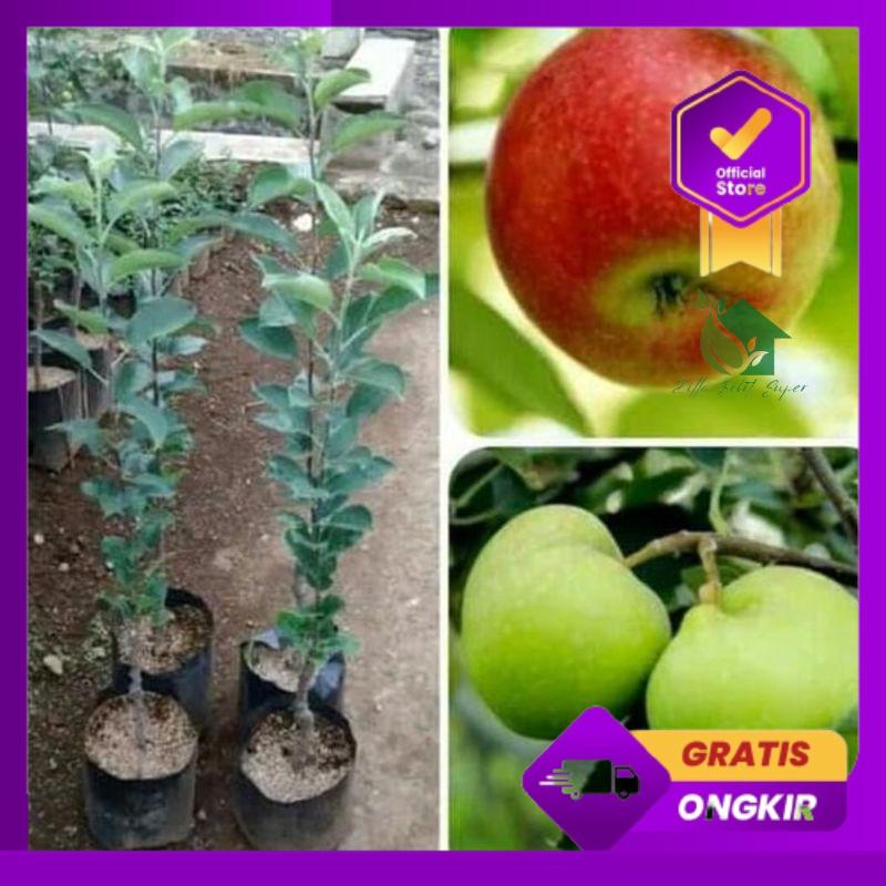 Terlaris Bibit Tanaman Buah Apel Anna Unggul-Bibit Buah