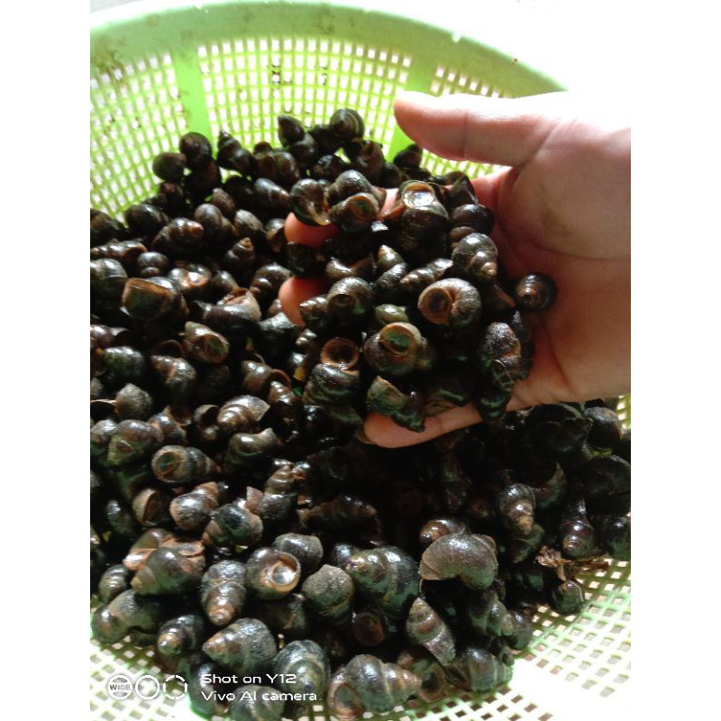 TUTUT SAWAH HIDUP TERMURAH 250 GRAM