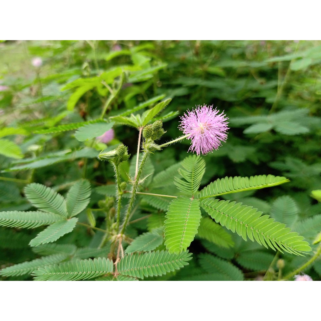 

terlaris daun putri malu fresh~untuk menurunkan panas demam~1kg murah