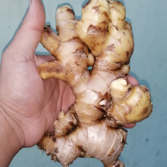 

JAHE PUTIH/JAHE GAJAH Segar Tua Bersih 1 KG