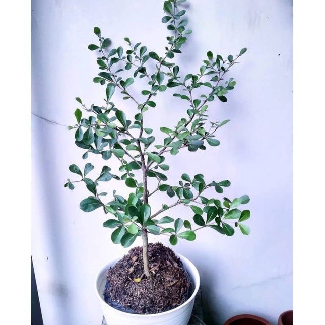 pohon ketapang kencana 50cm - Ketapang kencana