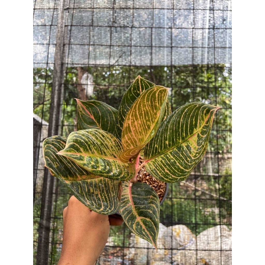 Aglonema Kresna Golden