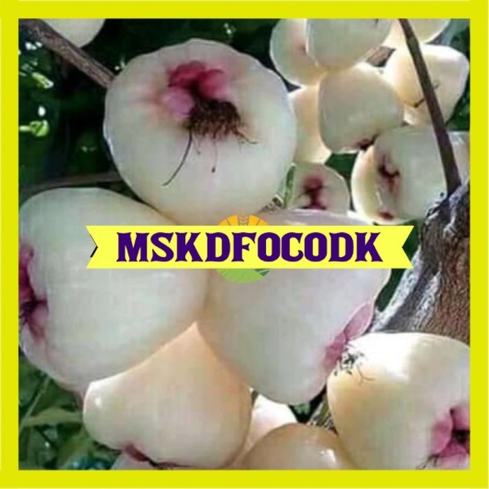 Bibit Jambu air madu susu