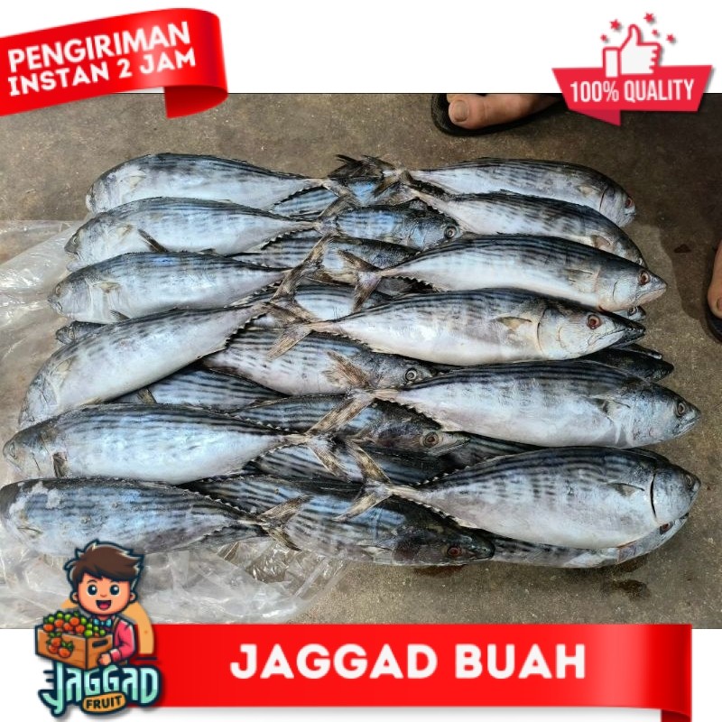 

Ikan Tongri / Tongkol Tenggiri 10kg JAGGA FRUIT