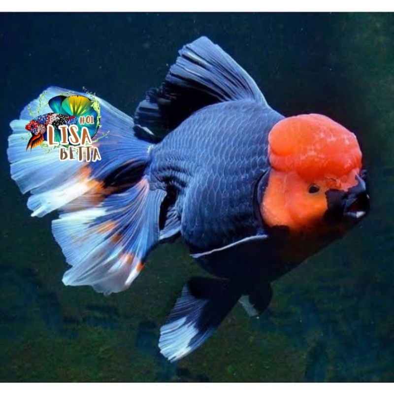 hiyasan aquarium Boneka black tancho oranda 8-10 cm berkualitas lisa